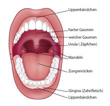 Lippen-/Zungenbändchenkorrektur